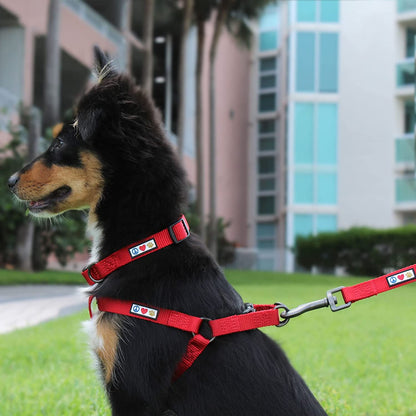Solid 6 Ft Green Dog Leash XS/S Custom Name and Phone Embroidery Strong Nylon Leash for Small Breeds